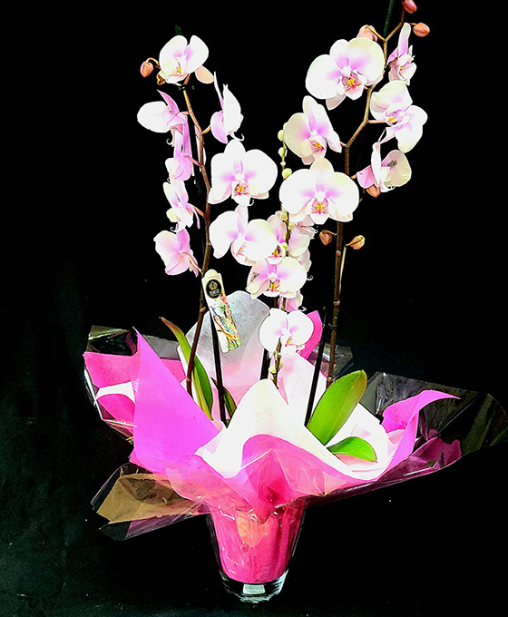 Orquídea con Maceta Especial