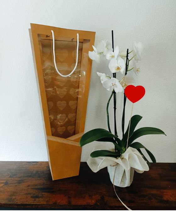 Orquídeas Phalenopsis con Bolsa Corazón